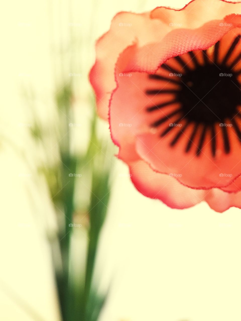 Close-up of a flower