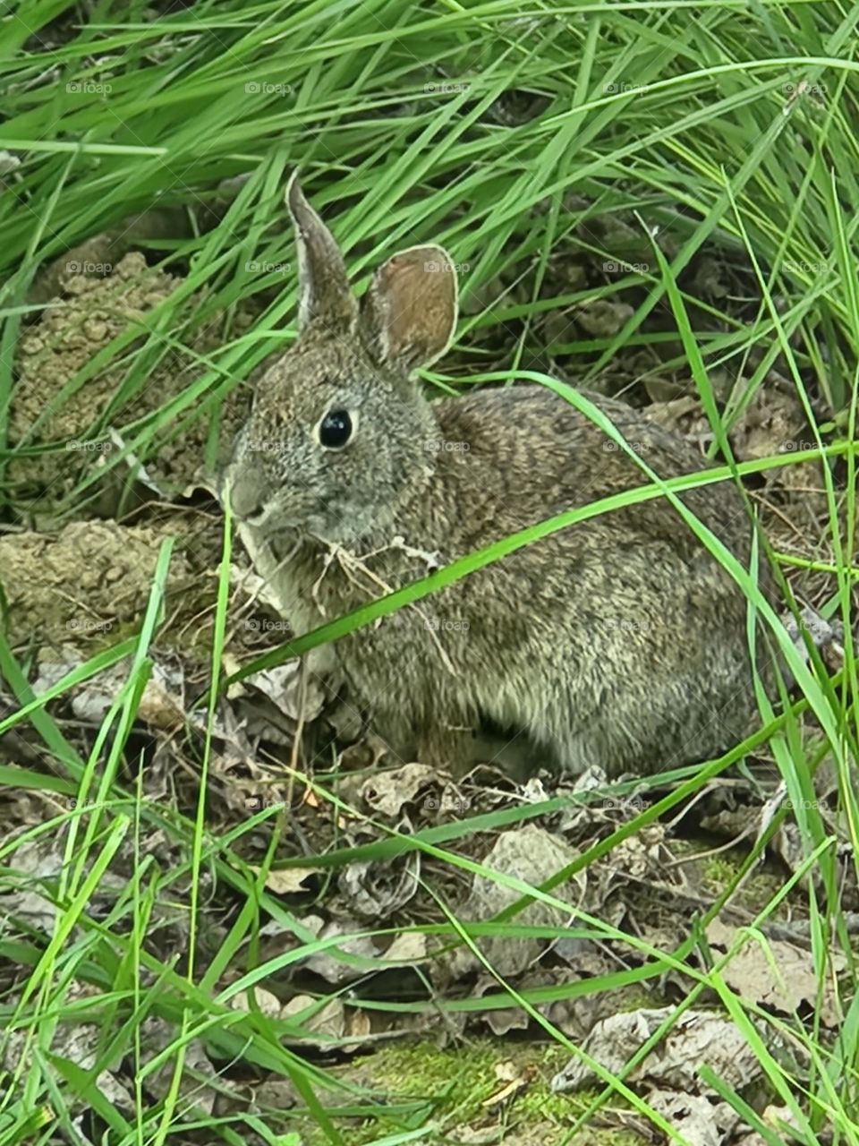 brown rabbit pausing in the grass of a shady path in Oregon