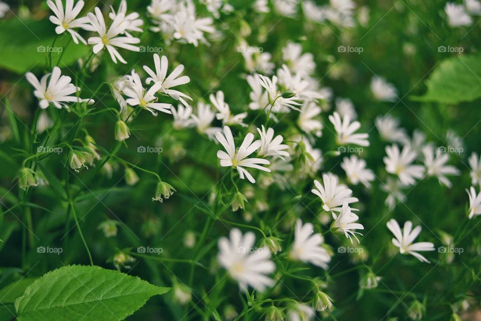 White flowers