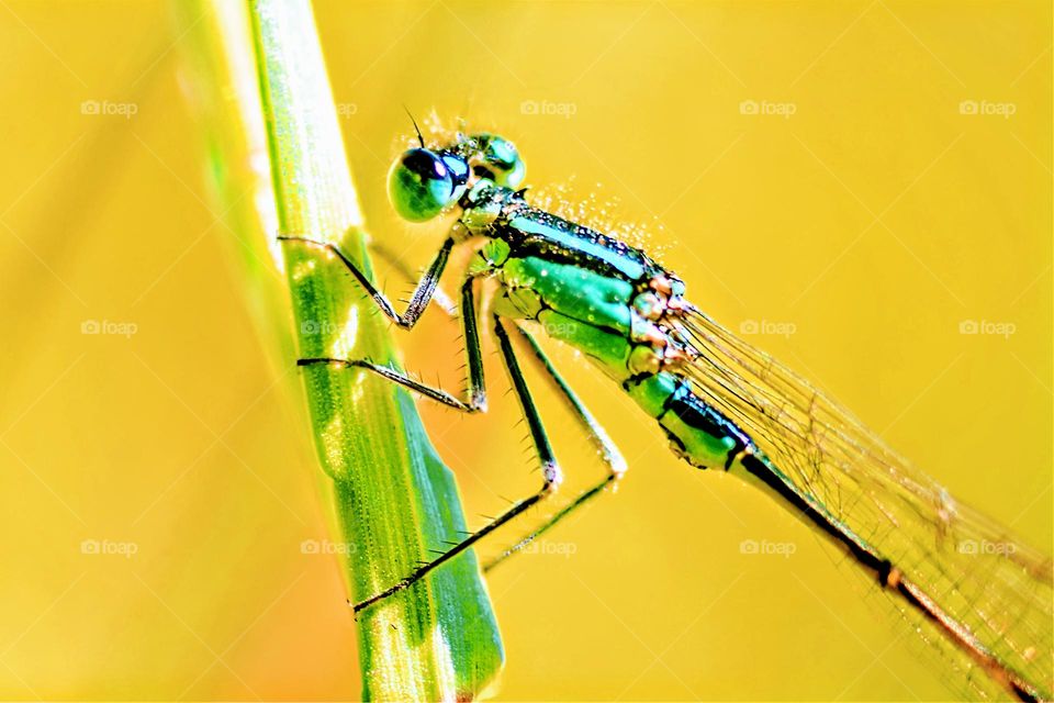 colourful close up macro picture with a blue dragonfly on green plant