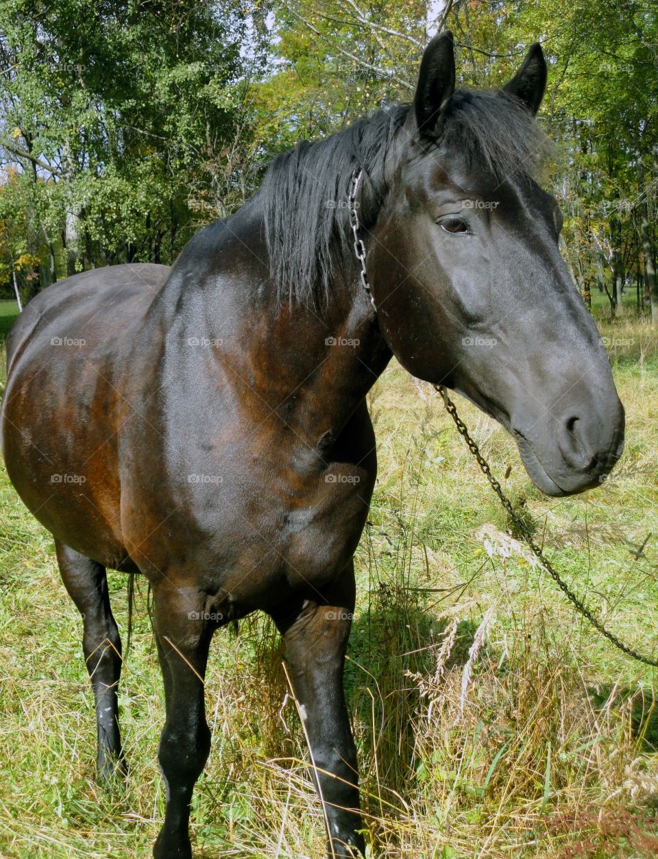 Mare, Horse, Cavalry, Stallion, Animal