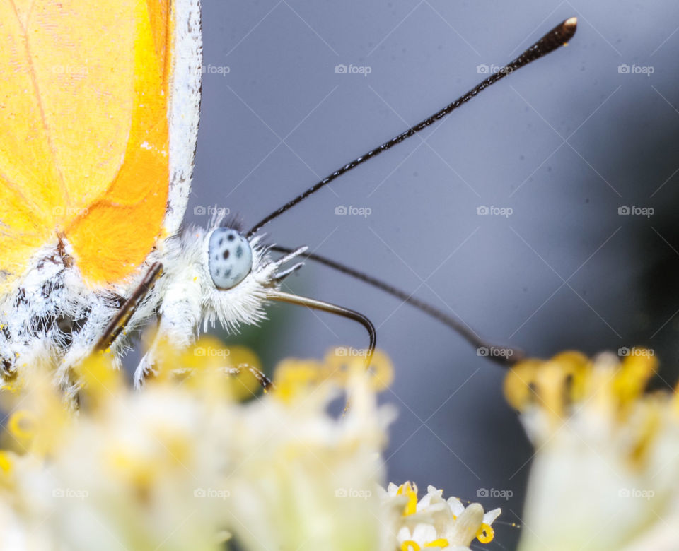 Portrait of a butterfly feeding