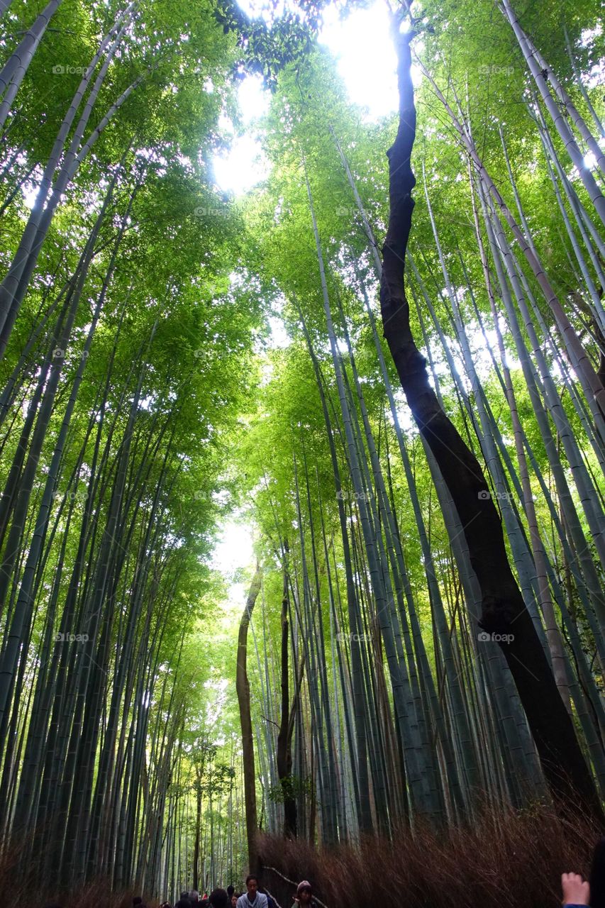 Bamboo