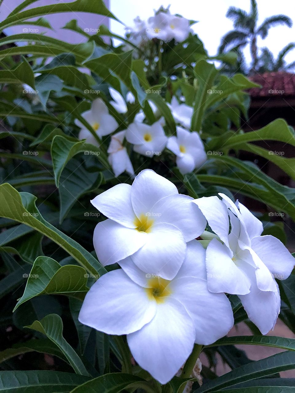 White Flower 