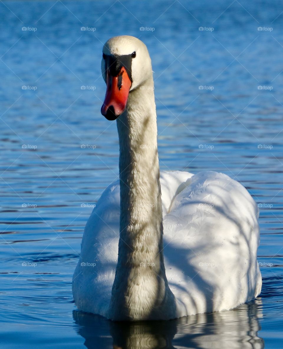 Swan