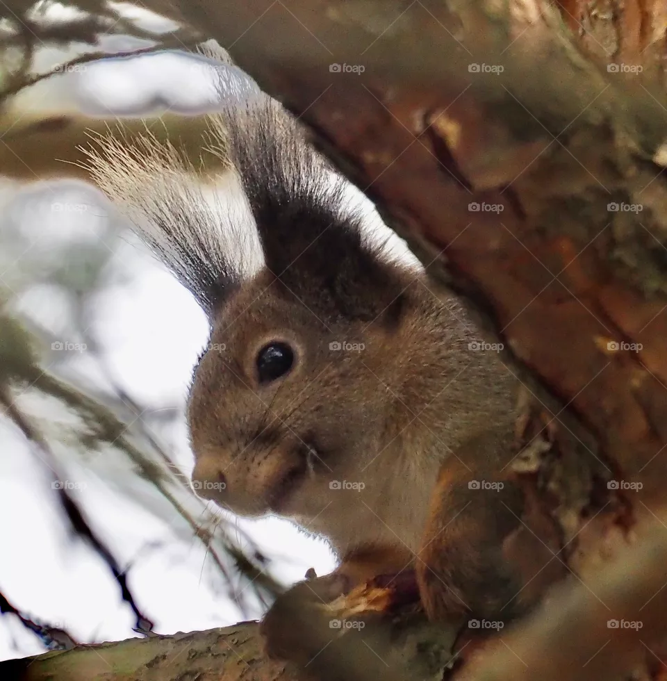 Squirrel