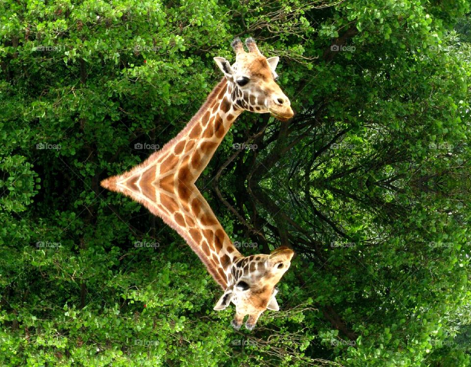 Reflection, reflex. Giraffe 's reflex
