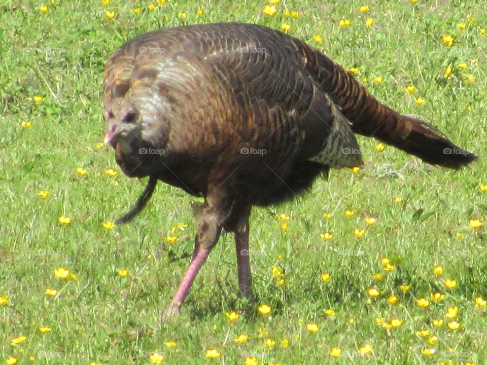 Young turkey