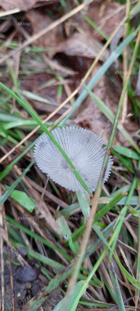 strange autumn mushroom