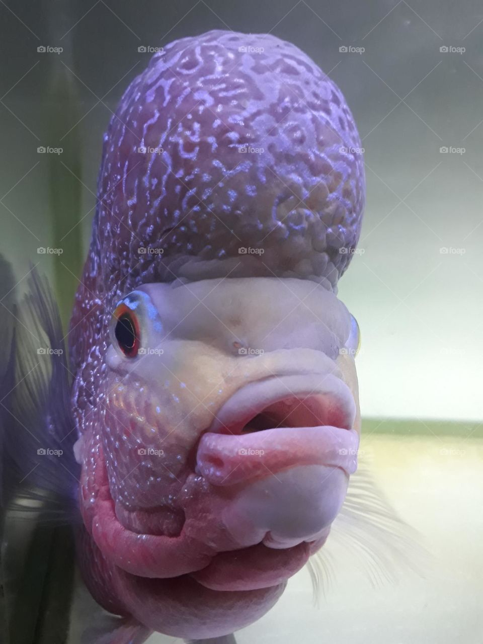 Louhan fish, this fish has its own uniqueness because of its large forehead, some people still believe that louhan fish can bring good luck.