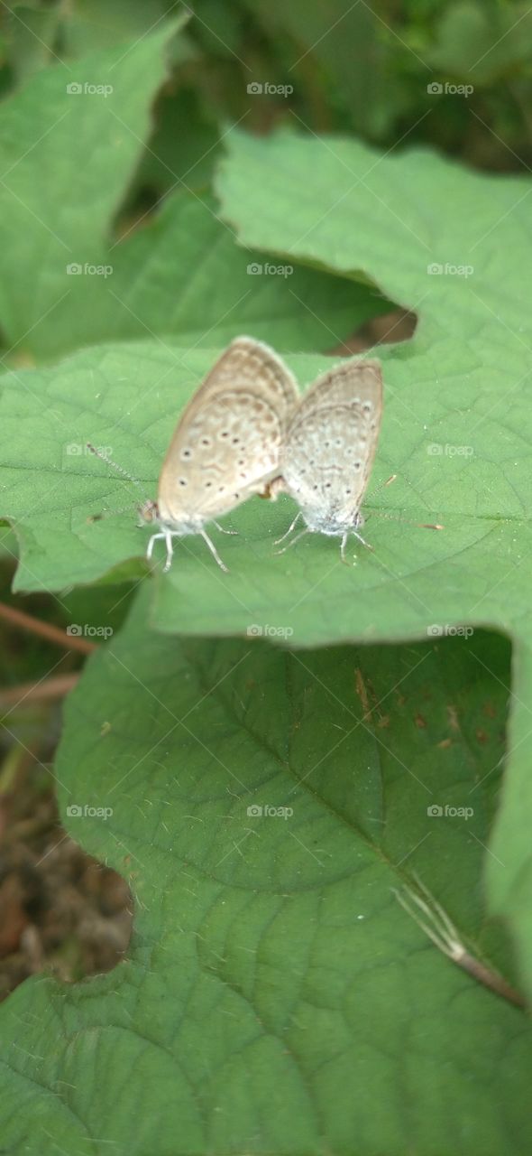 Two little butterflies making love