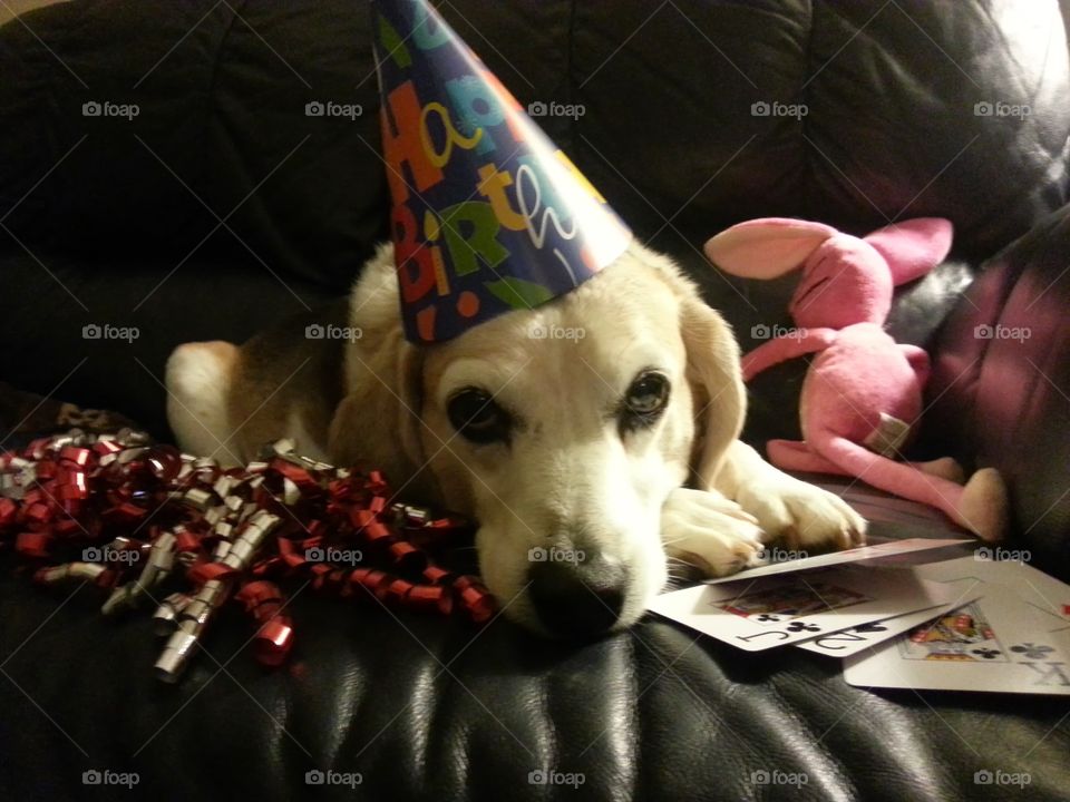 Buddy's birthday . Beagle agrees to birthday fuss