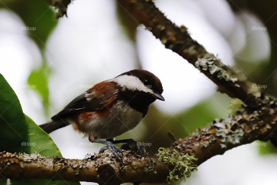 Chickadee perching on a branch 