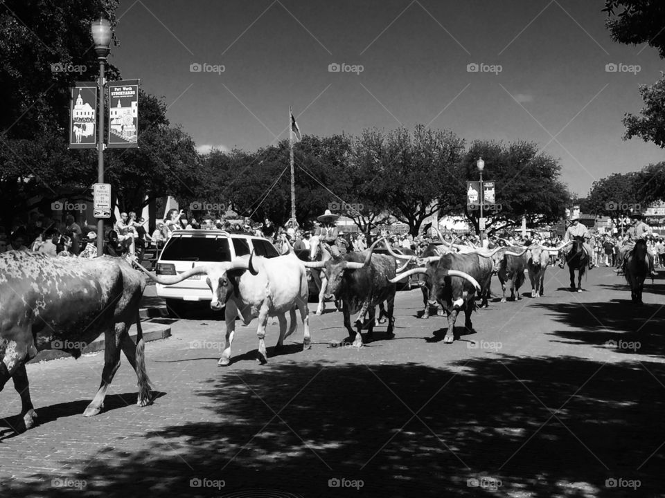 Cattle drive in Fort Worth Texas 
