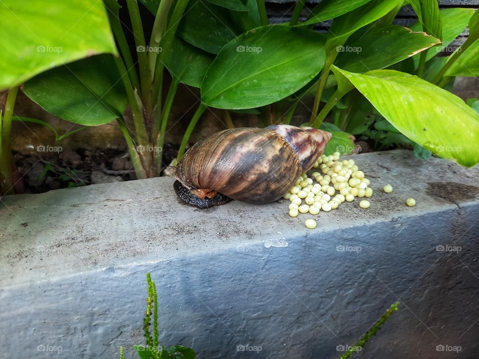 very surprising to see a snail laying eggs in the morning.