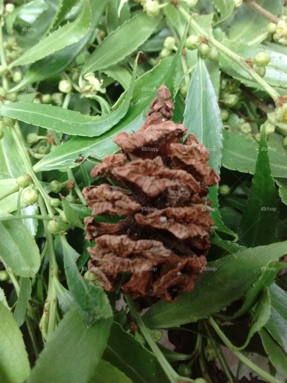 Pinecone in Weeping Willow Saplings
