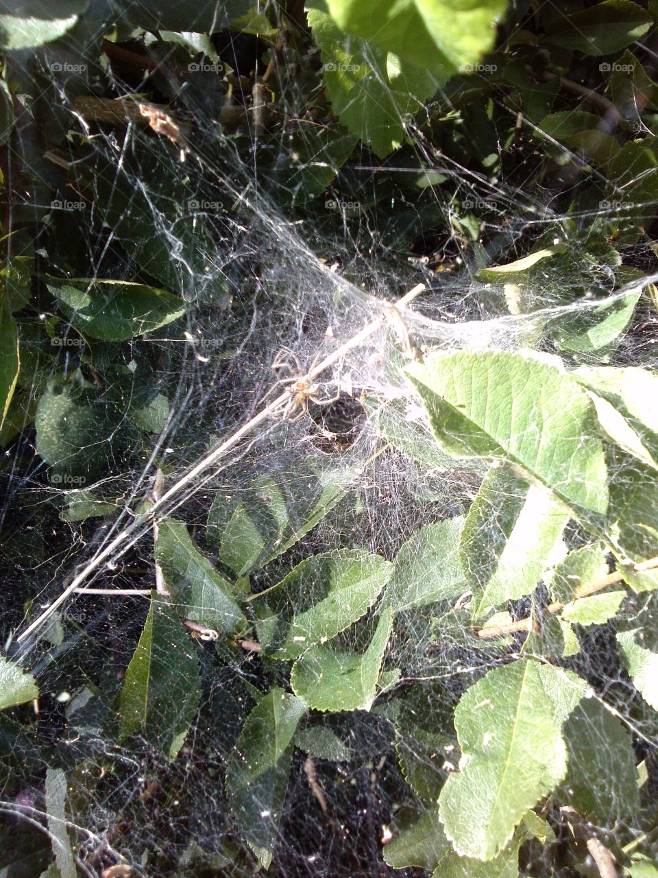 Spiderweb. busy day in the garden