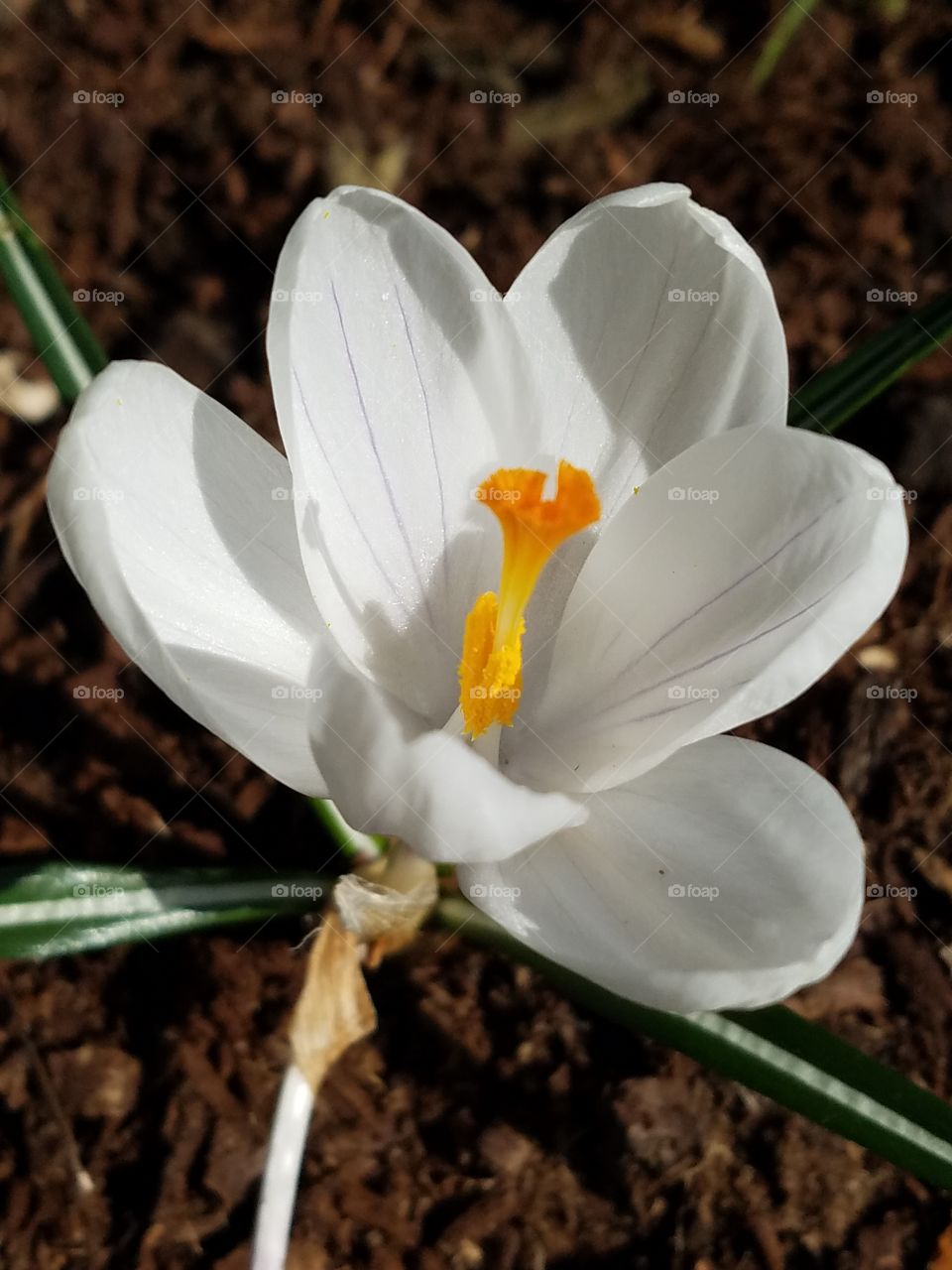 white crocus