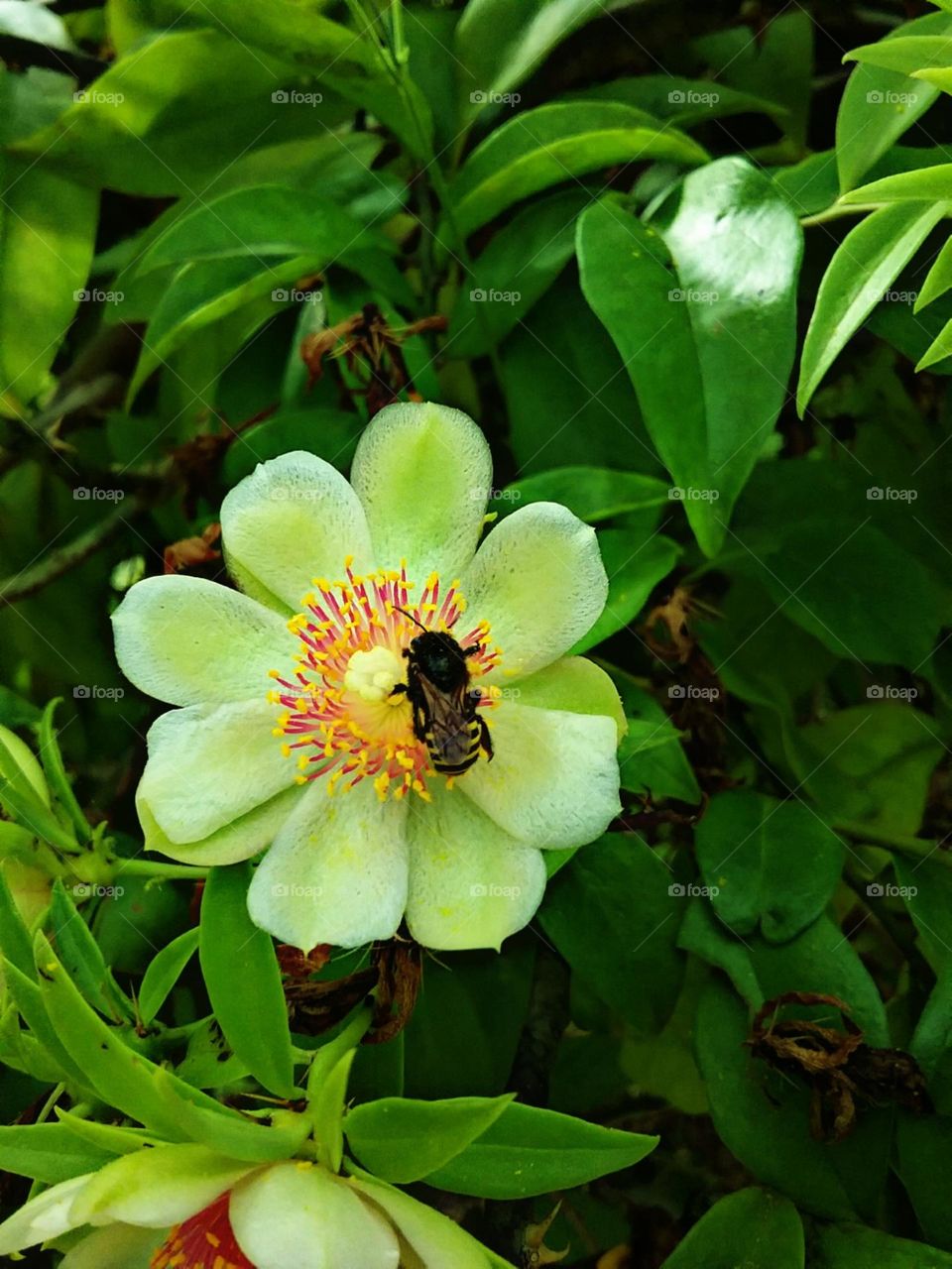 Aproveitando a riqueza de pólen.