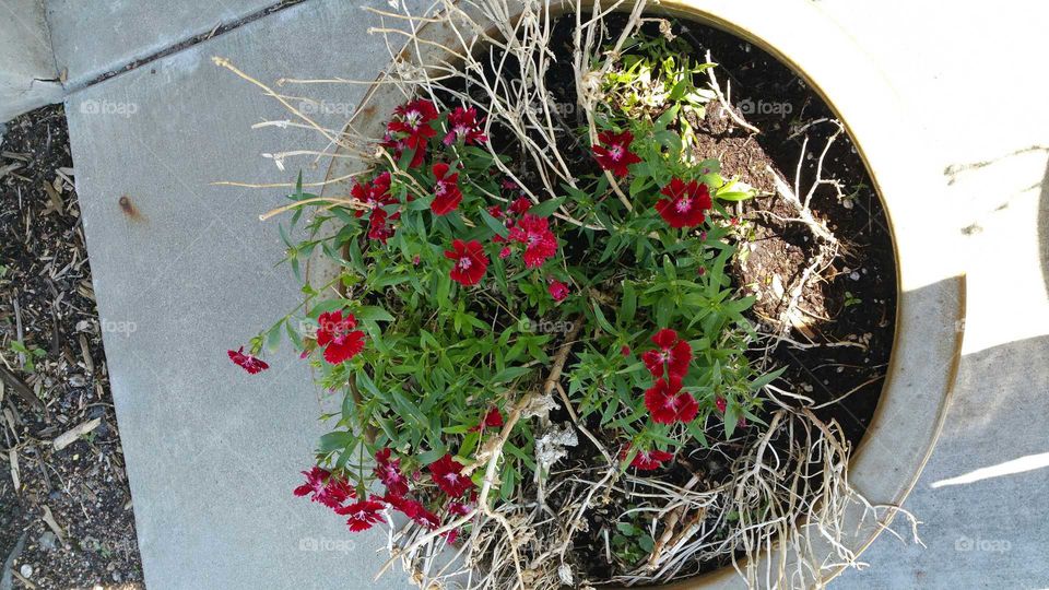 Flowers coming back after winter