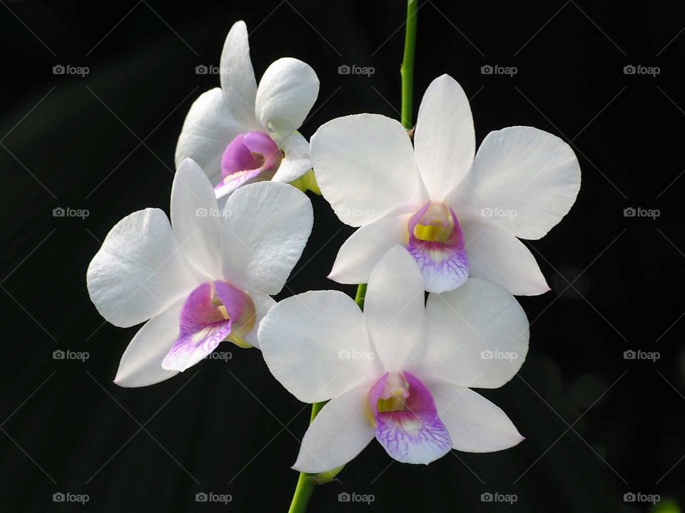orchid flower on black background