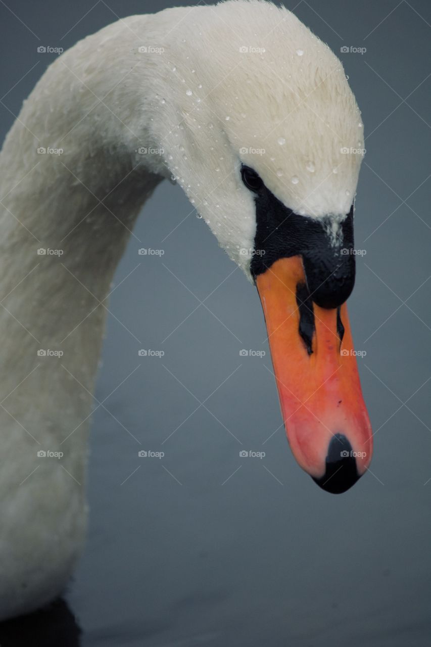 Swan on a lake