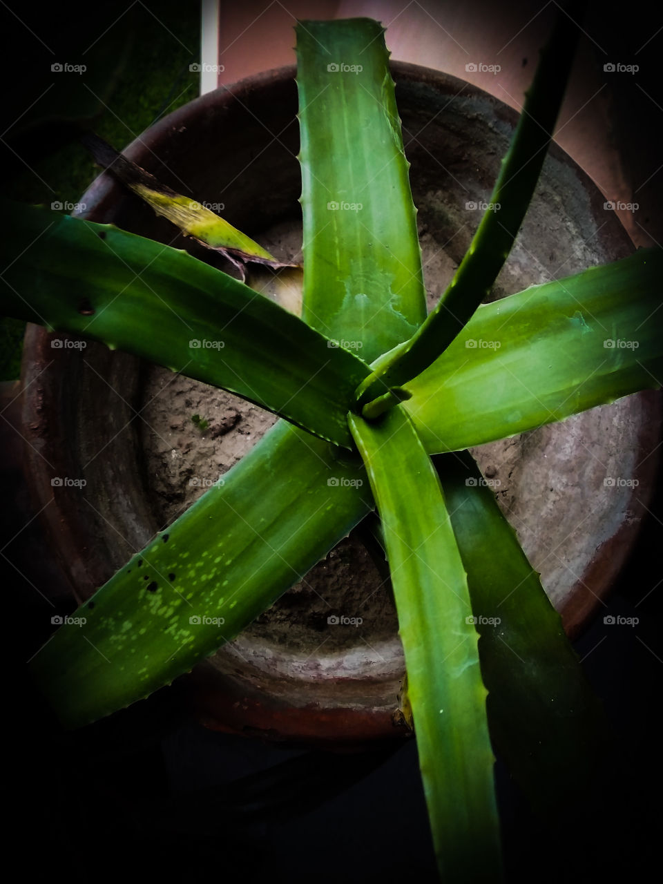 Title- Evergreen perennial
Description - Aloe vera plant in a pot captured in the afternoon