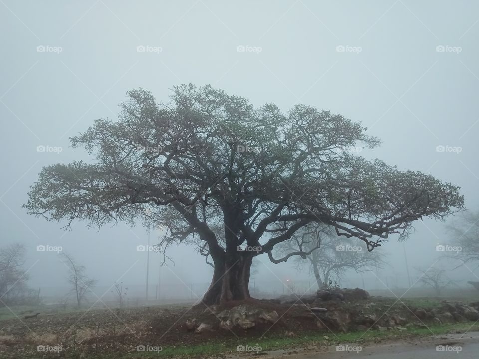 A tree surrounding with fog at Salalah khareef season in Oman