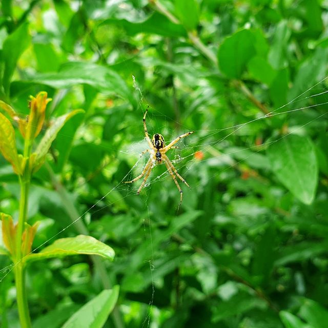 spider