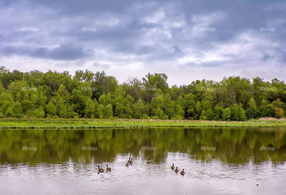 Waterfront with ducks