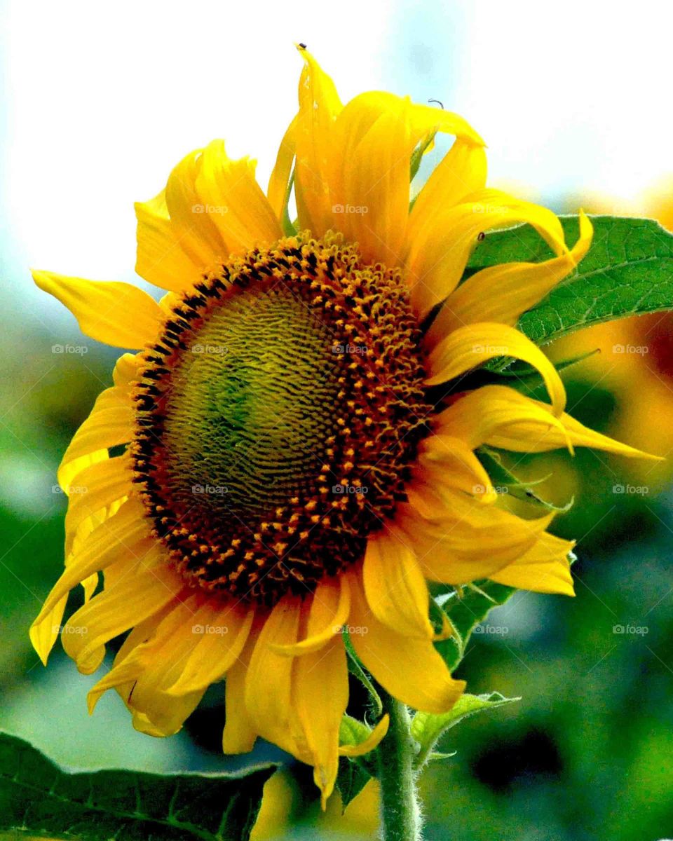 --Sun Flower....