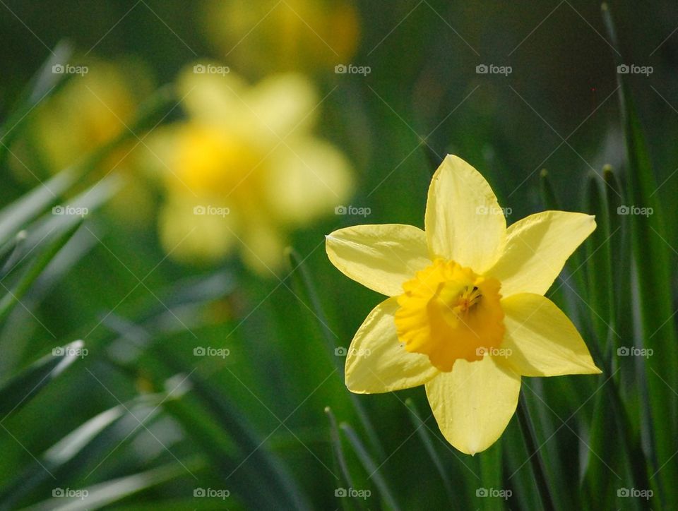 Wonder of daffodil 