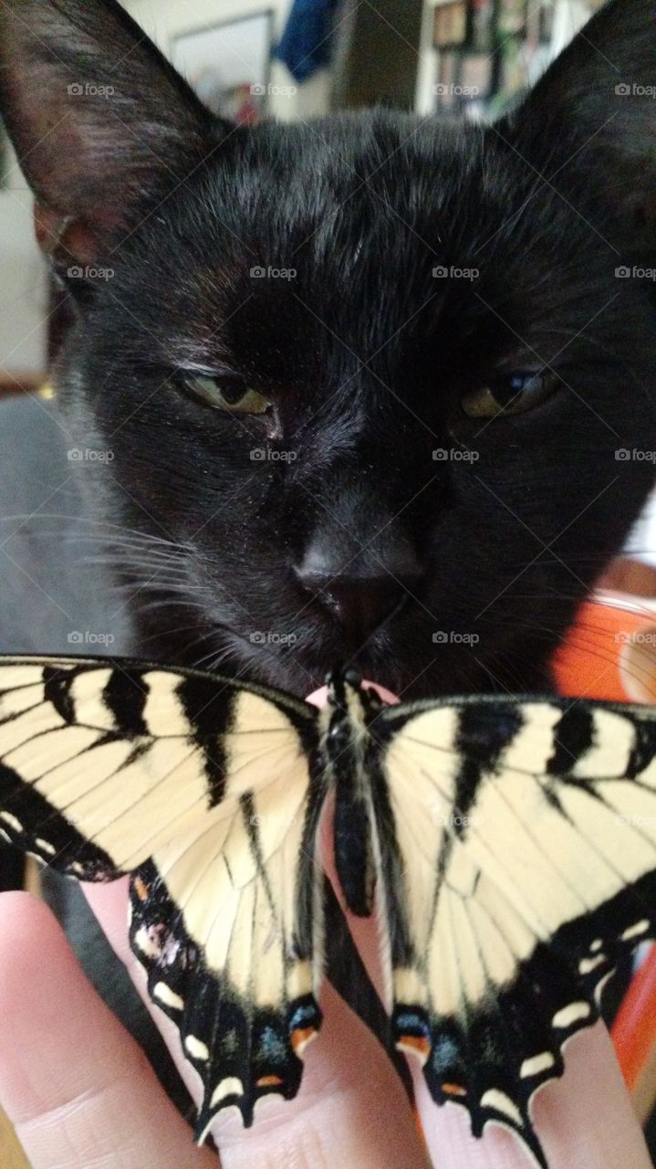 Buster With Butterfly