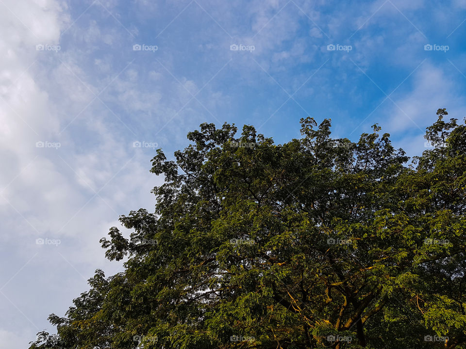tree and skies