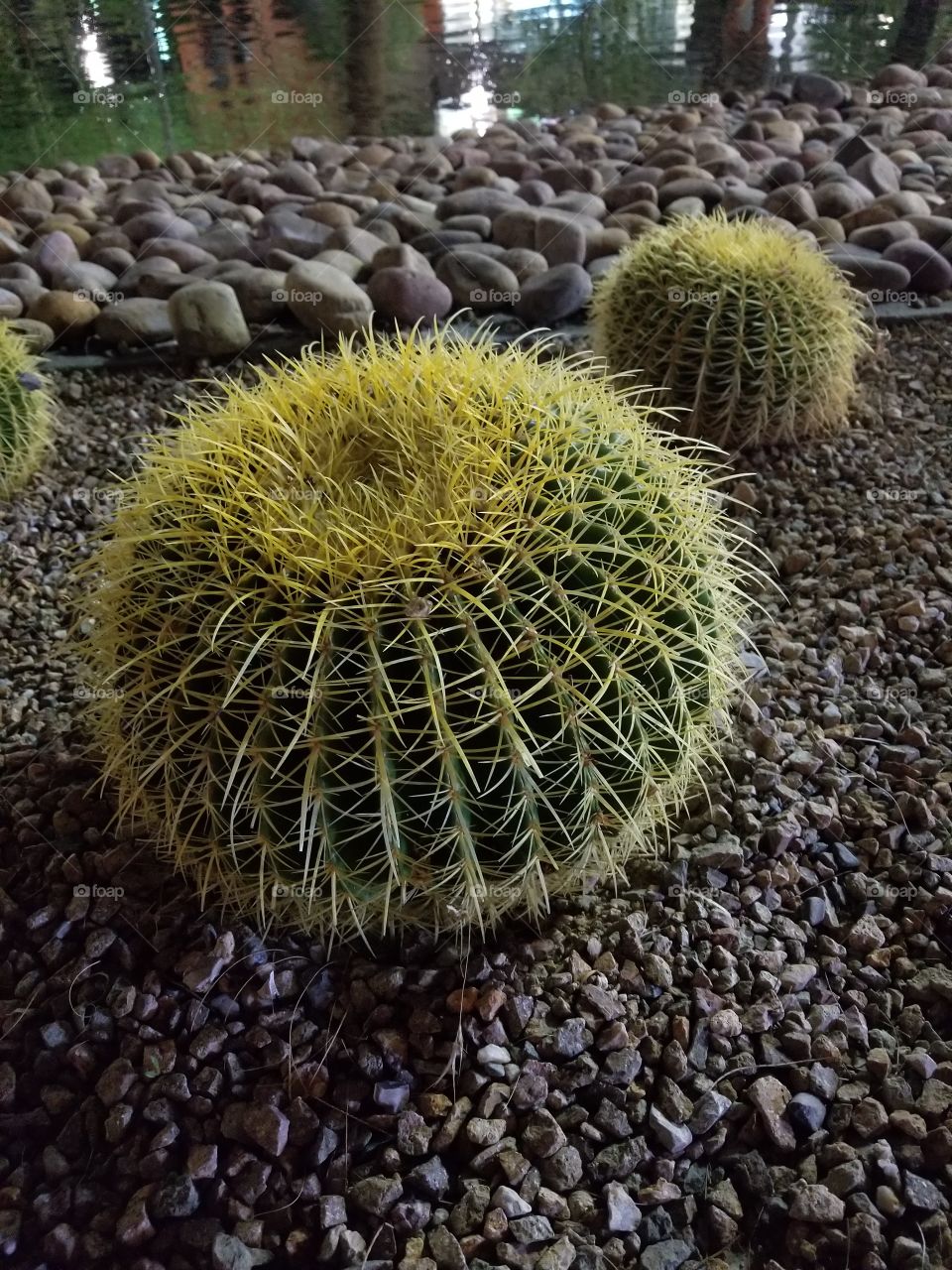 Cactus, Desert, Nevada, Las Vegas, Summerlin, USA