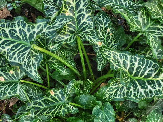 Beautiful plants