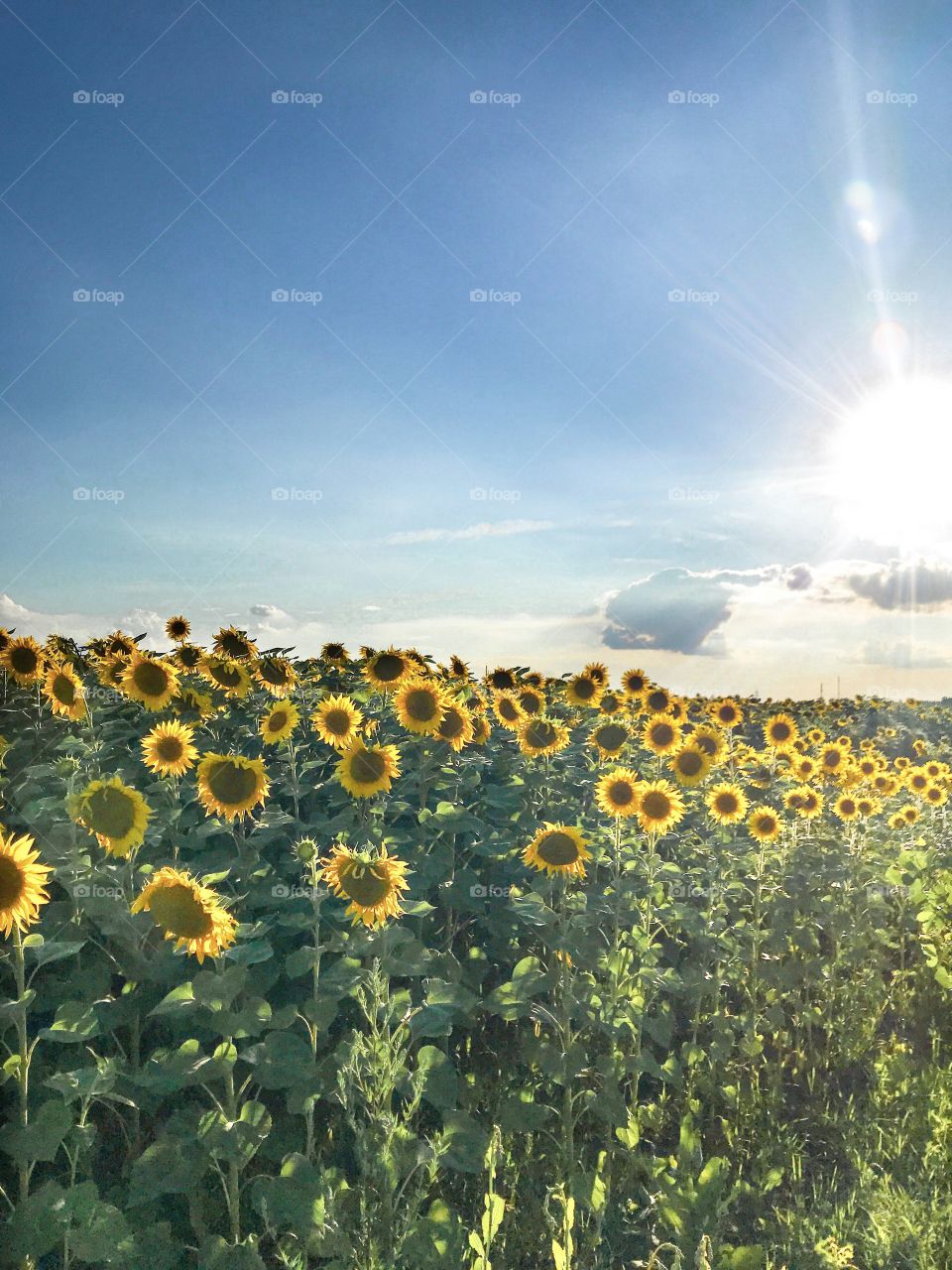 field of sunflowers