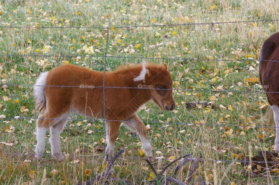 Mini horse foal