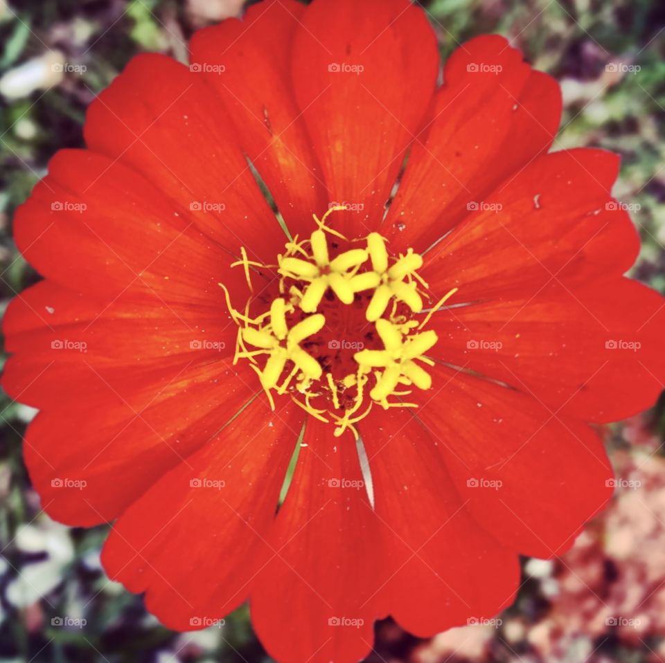 🌹 🇺🇸 Very beautiful flowers to brighten our day.  Live nature and its beauty. Did you like the delicate petals? / 🇧🇷 Flores muito bonitas para alegrar nosso dia. Viva a natureza e sua beleza. Gostaram das pétalas delicadas? 