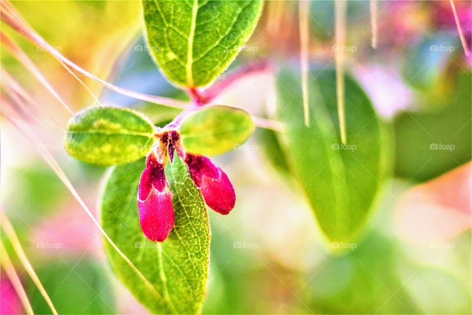 plant with green leafs and bright pink flower which looks like an animal hanging out in the plant