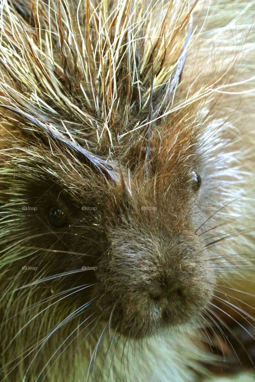 juvenile porcupine close-up of face
