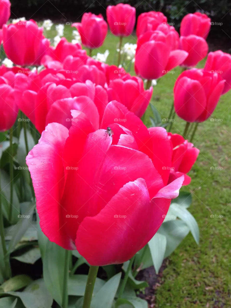 Tulip