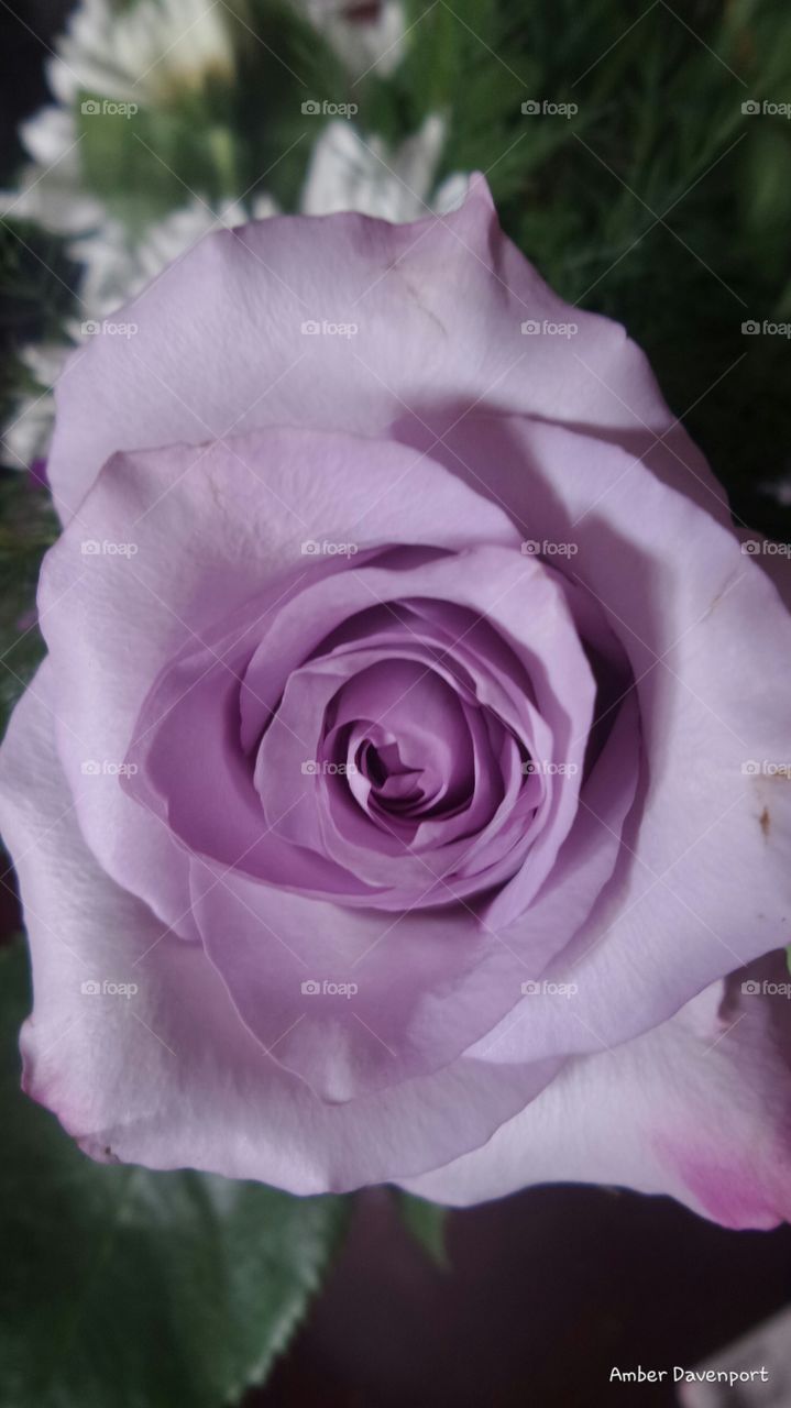 Purple Rose