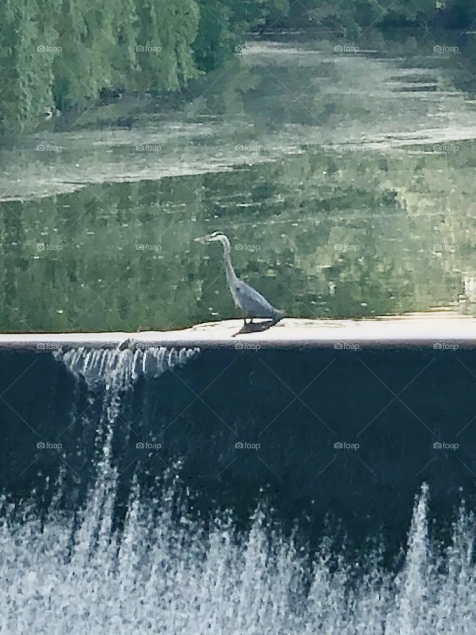 More than just a seagull!