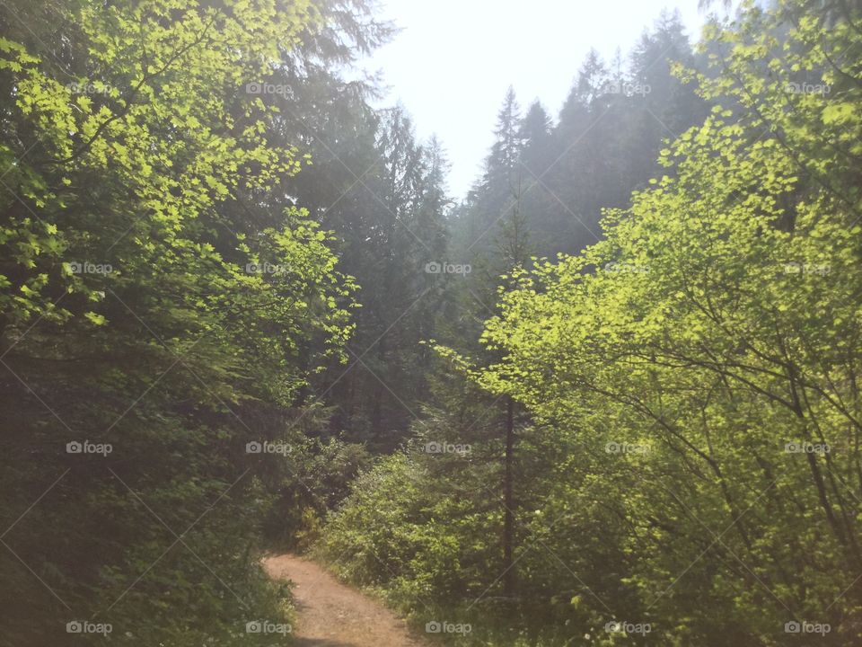 Pathway through the Forest in Manning Park, British Columbia, Canada 