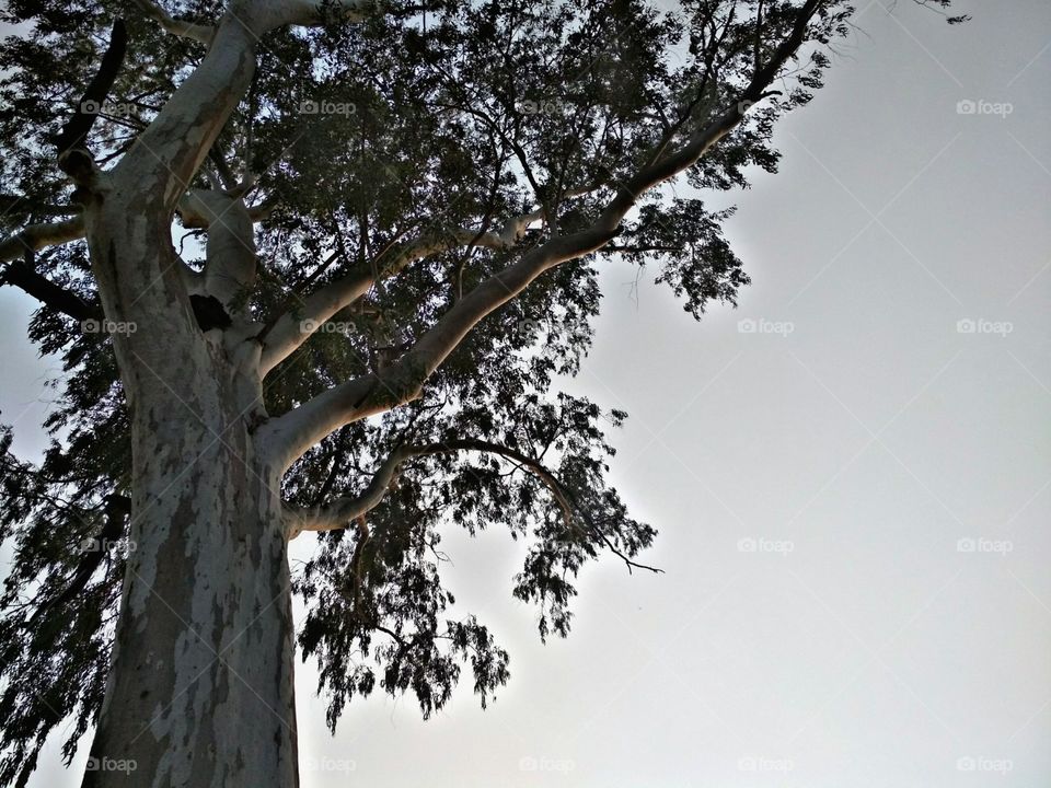 the tree & the sky  !!