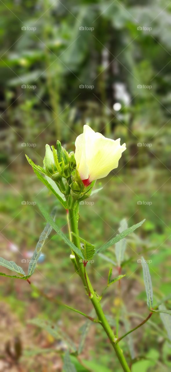 Its a abelemocus esculentus flower, very pretty flower.
Nice click by me.