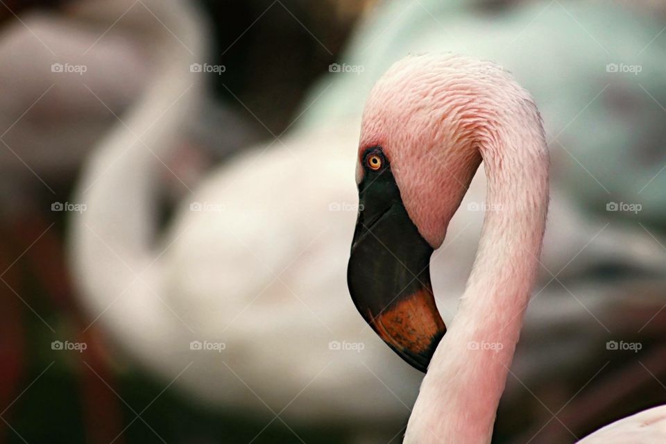 Flamenco Flamingo