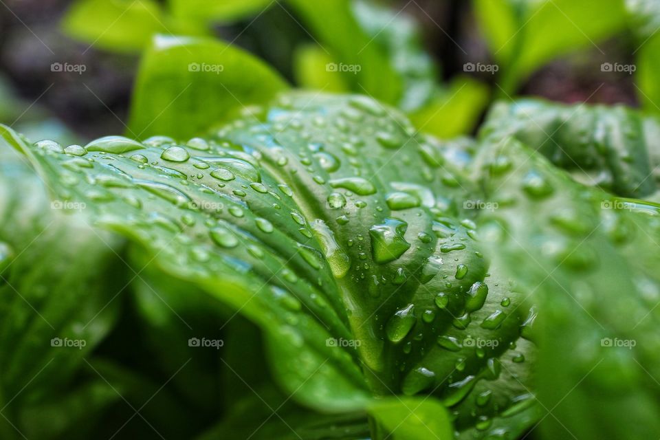 ather rain photo with drops of water on a leaf of a flower.