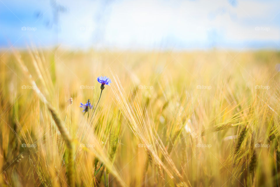 Cornflower in the field